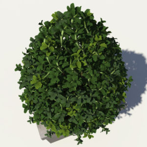 buxus-box-plant-pyramid-3d-model-4