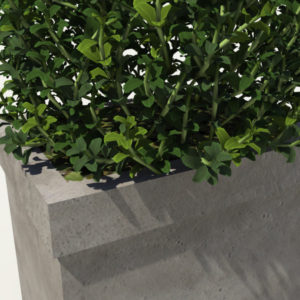 buxus-box-plant-pyramid-3d-model-5