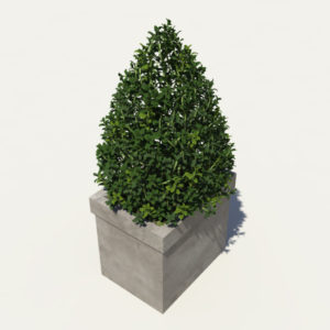 buxus-box-plant-pyramid-3d-model-6