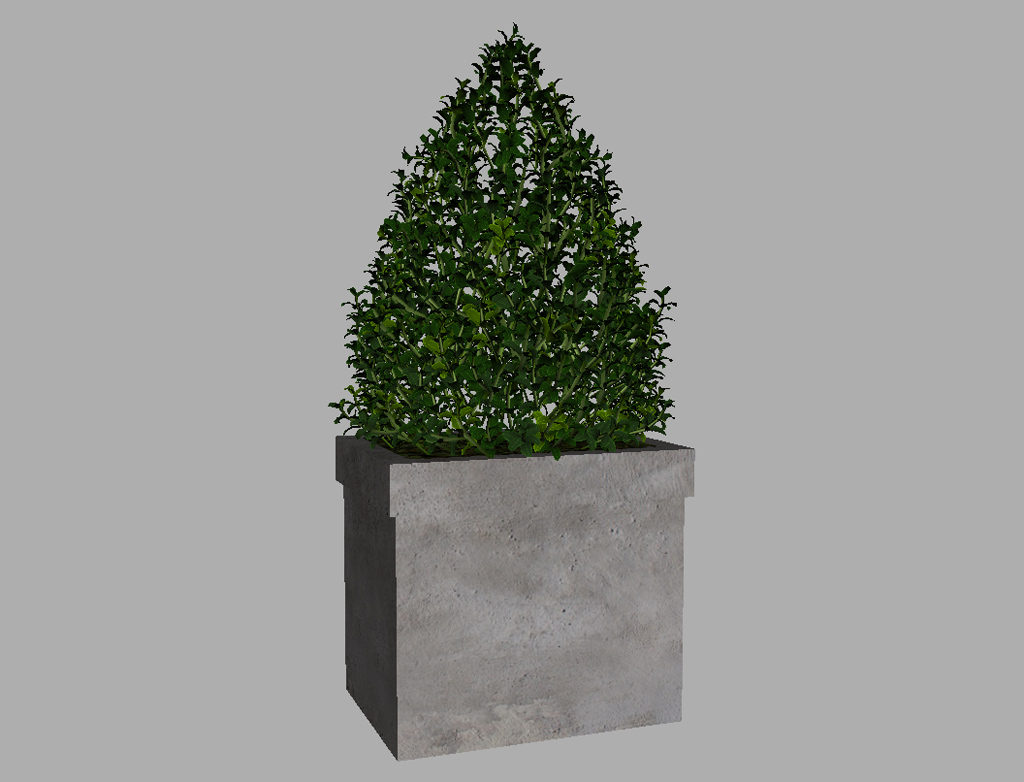 buxus-box-plant-pyramid-3d-model-7