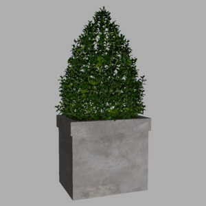 buxus-box-plant-pyramid-3d-model-7