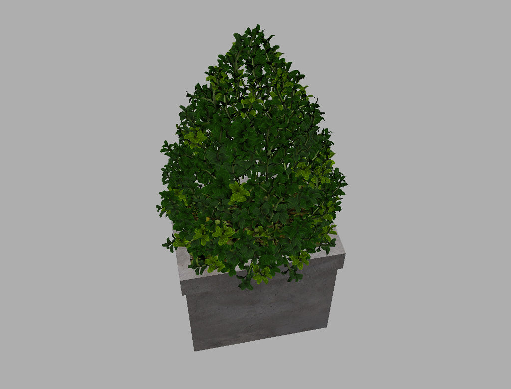 buxus-box-plant-pyramid-3d-model-8