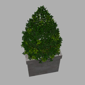 buxus-box-plant-pyramid-3d-model-8