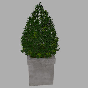 buxus-box-plant-pyramid-3d-model-9