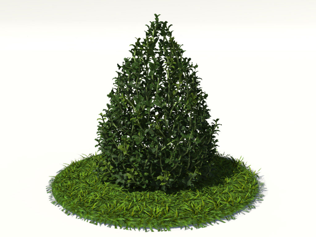 buxus-plant-cone-shape-3d-model-on-grass-1