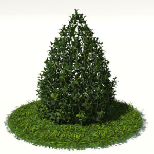 buxus-plant-cone-shape-3d-model-on-grass-1