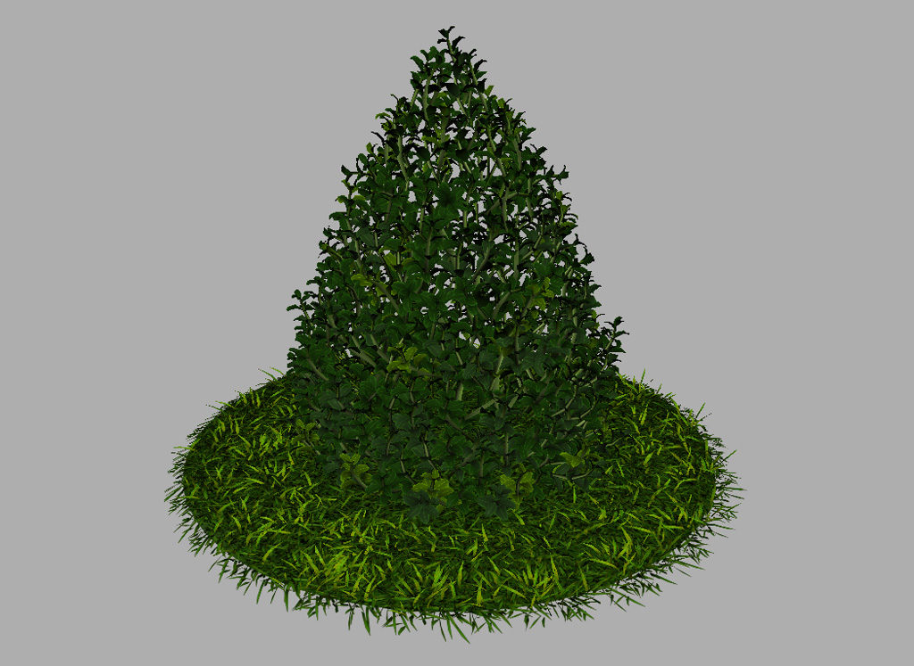 buxus-plant-cone-shape-3d-model-on-grass-10