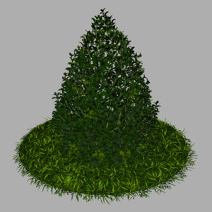 buxus-plant-cone-shape-3d-model-on-grass-10