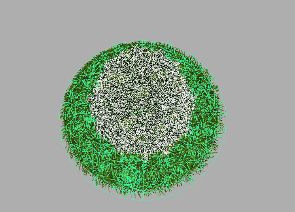 buxus-plant-cone-shape-3d-model-on-grass-12