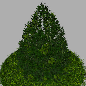 buxus-plant-cone-shape-3d-model-on-grass-13