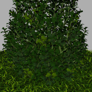 buxus-plant-cone-shape-3d-model-on-grass-14