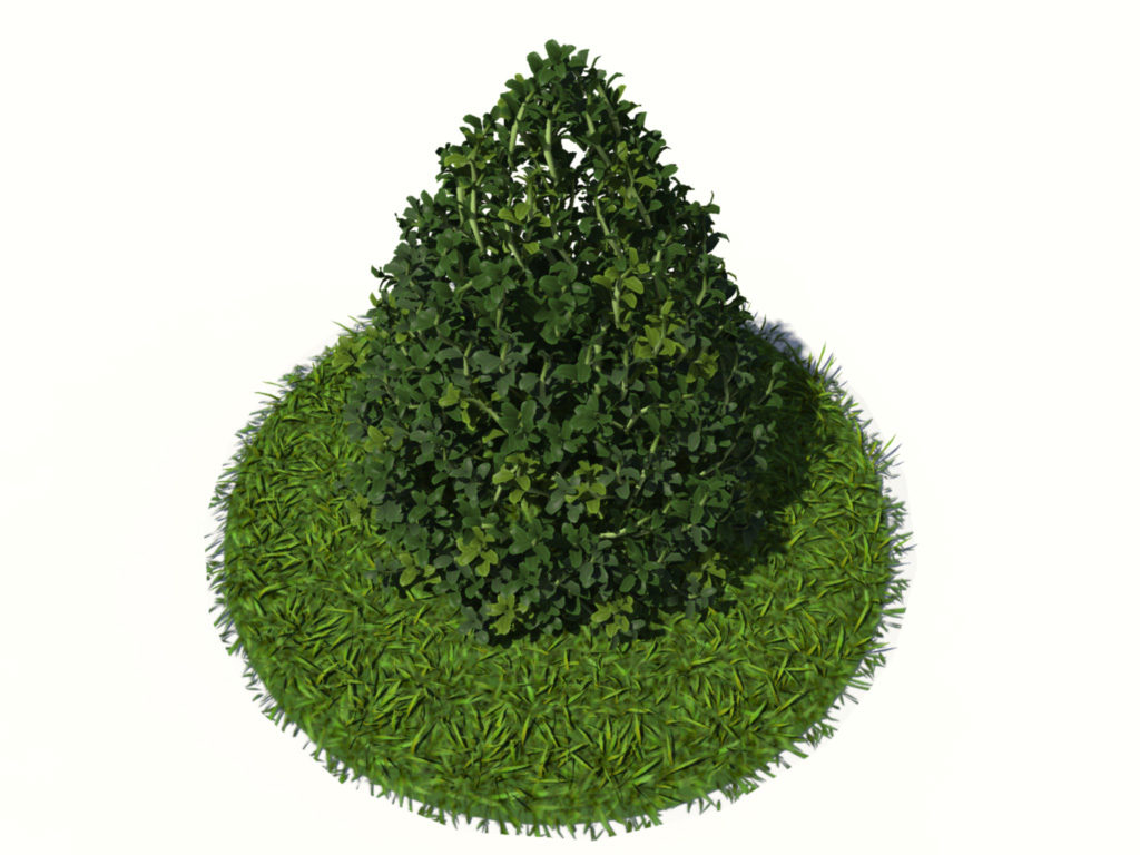 buxus-plant-cone-shape-3d-model-on-grass-2