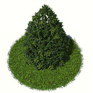 buxus-plant-cone-shape-3d-model-on-grass-2