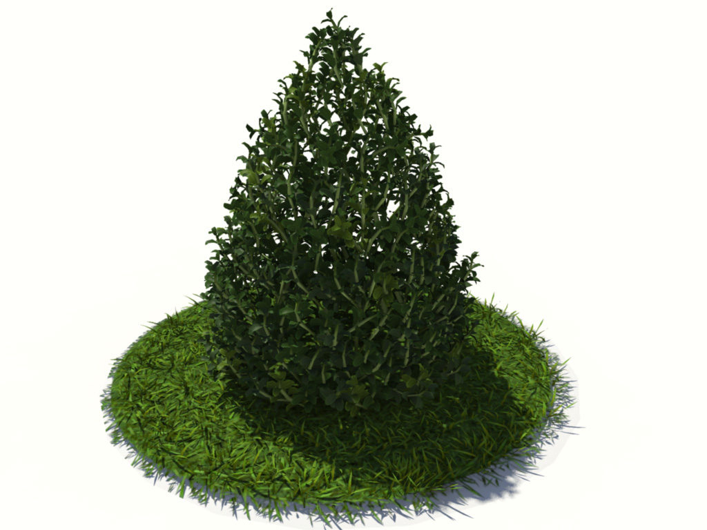buxus-plant-cone-shape-3d-model-on-grass-3