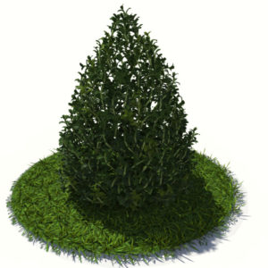 buxus-plant-cone-shape-3d-model-on-grass-3