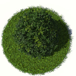 buxus-plant-cone-shape-3d-model-on-grass-4