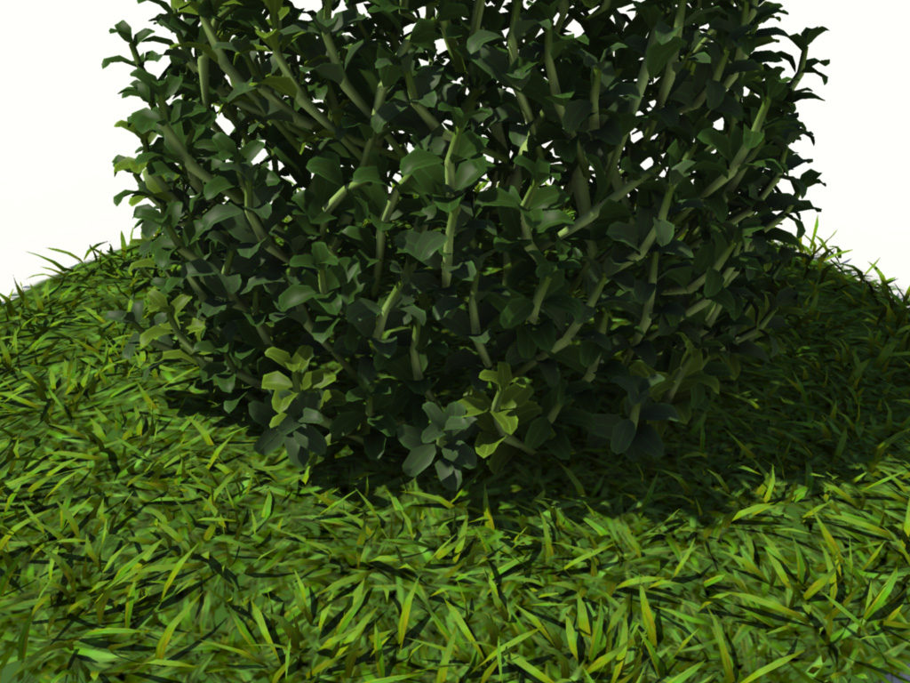 buxus-plant-cone-shape-3d-model-on-grass-5