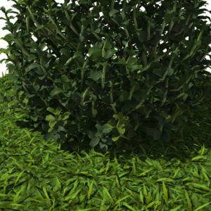 buxus-plant-cone-shape-3d-model-on-grass-5