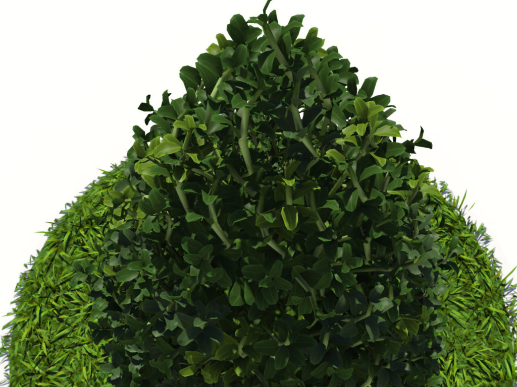 buxus-plant-cone-shape-3d-model-on-grass-6