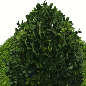 buxus-plant-cone-shape-3d-model-on-grass-6