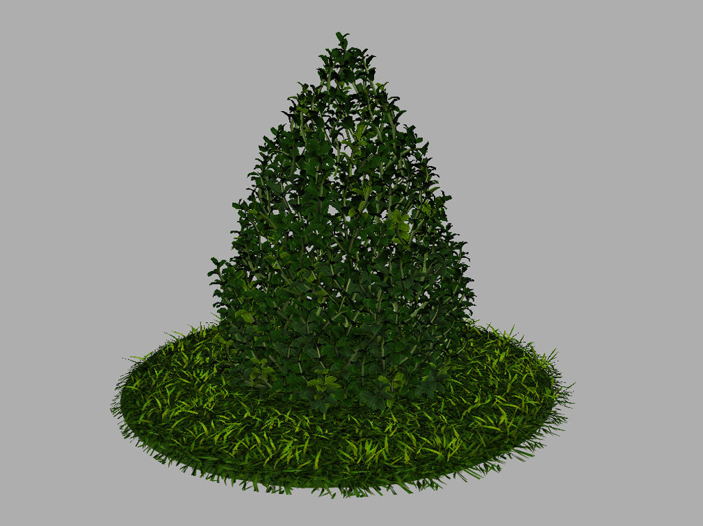 buxus-plant-cone-shape-3d-model-on-grass-8