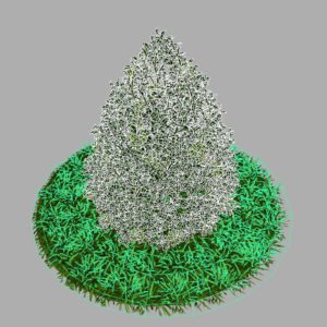 buxus-plant-cone-shape-3d-model-on-grass-9