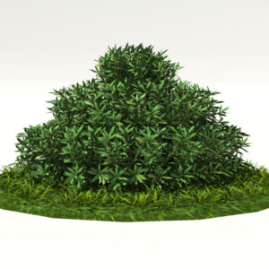 buxus-shrub-long-leaf-3d-model-1