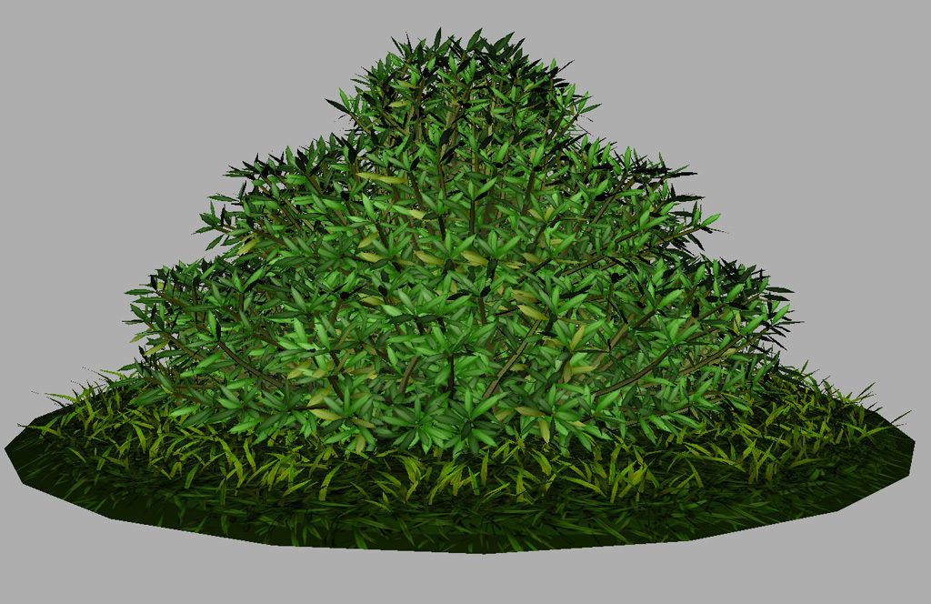 buxus-shrub-long-leaf-3d-model-10