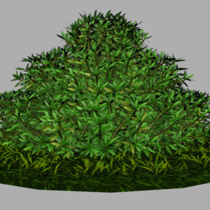 buxus-shrub-long-leaf-3d-model-10