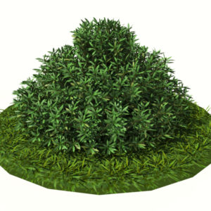 buxus-shrub-long-leaf-3d-model-2