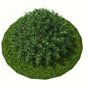 buxus-shrub-long-leaf-3d-model-3