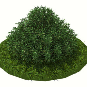 buxus-shrub-long-leaf-3d-model-4