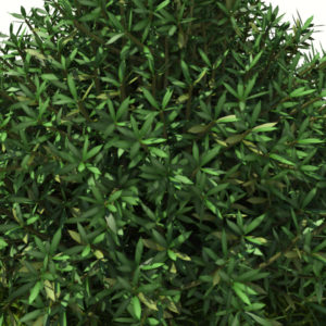 buxus-shrub-long-leaf-3d-model-5