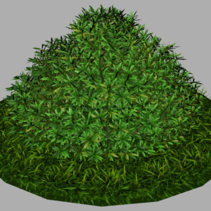 buxus-shrub-long-leaf-3d-model-6