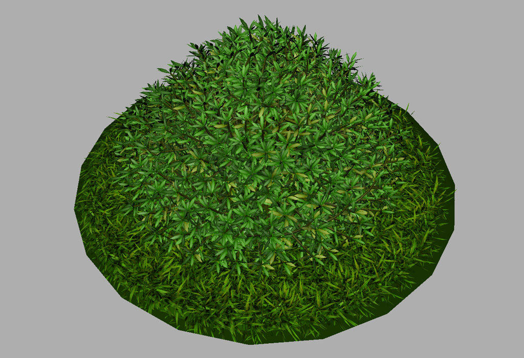 buxus-shrub-long-leaf-3d-model-7
