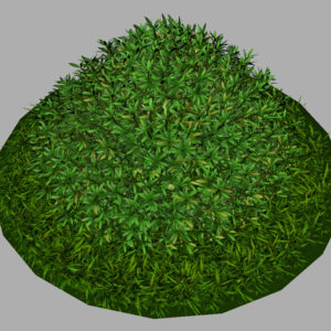 buxus-shrub-long-leaf-3d-model-7