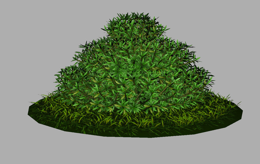 buxus-shrub-long-leaf-3d-model-8