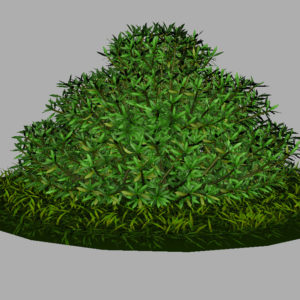 buxus-shrub-long-leaf-3d-model-8