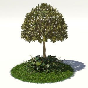buxus-tree-with-ivy-grass-3d-model-1