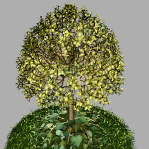 buxus-tree-with-ivy-grass-3d-model-10