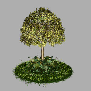buxus-tree-with-ivy-grass-3d-model-11