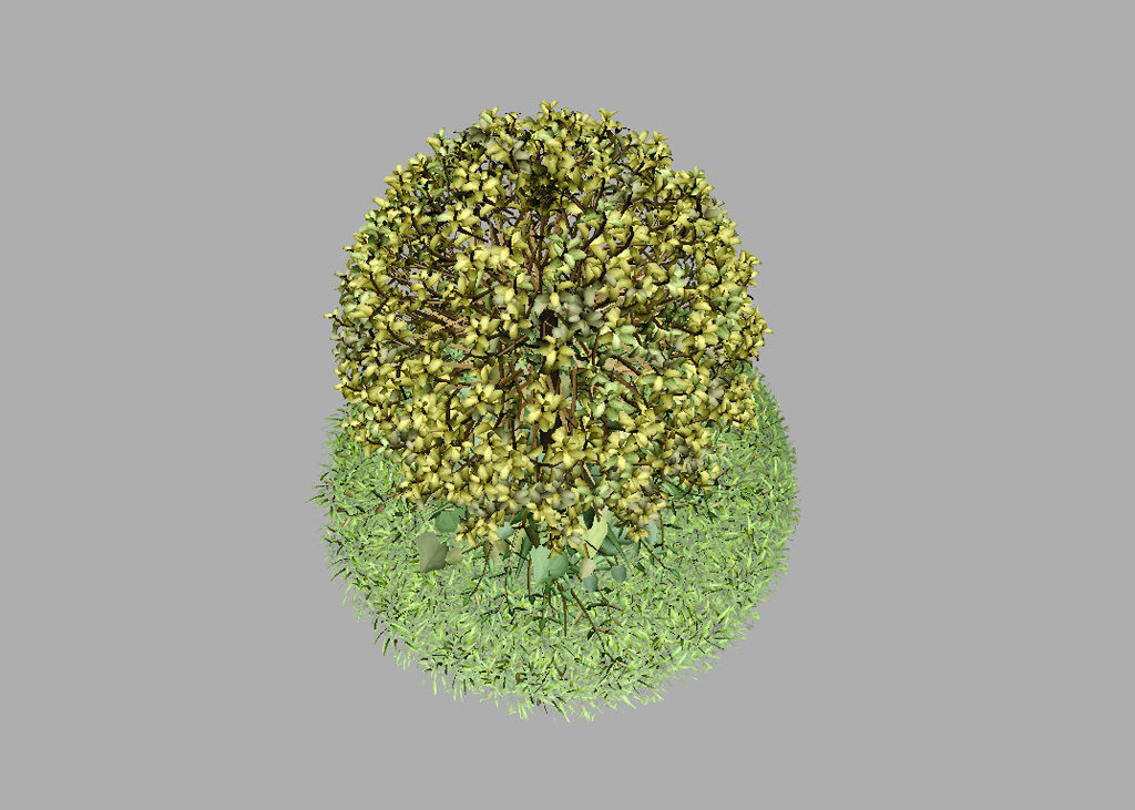 buxus-tree-with-ivy-grass-3d-model-12