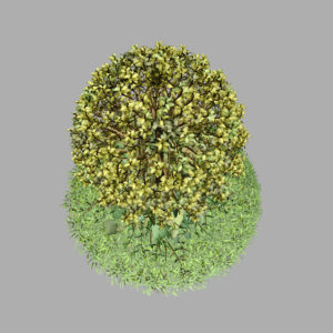 buxus-tree-with-ivy-grass-3d-model-12