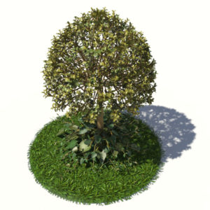 buxus-tree-with-ivy-grass-3d-model-2