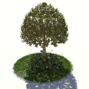 buxus-tree-with-ivy-grass-3d-model-3