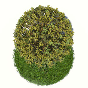 buxus-tree-with-ivy-grass-3d-model-4