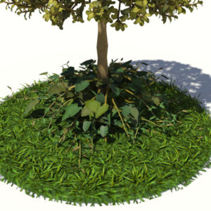 buxus-tree-with-ivy-grass-3d-model-5
