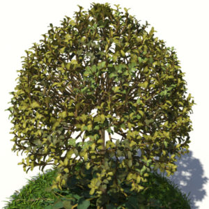 buxus-tree-with-ivy-grass-3d-model-6