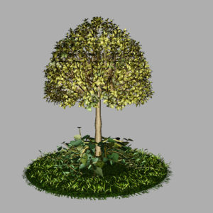 buxus-tree-with-ivy-grass-3d-model-7