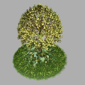 buxus-tree-with-ivy-grass-3d-model-8